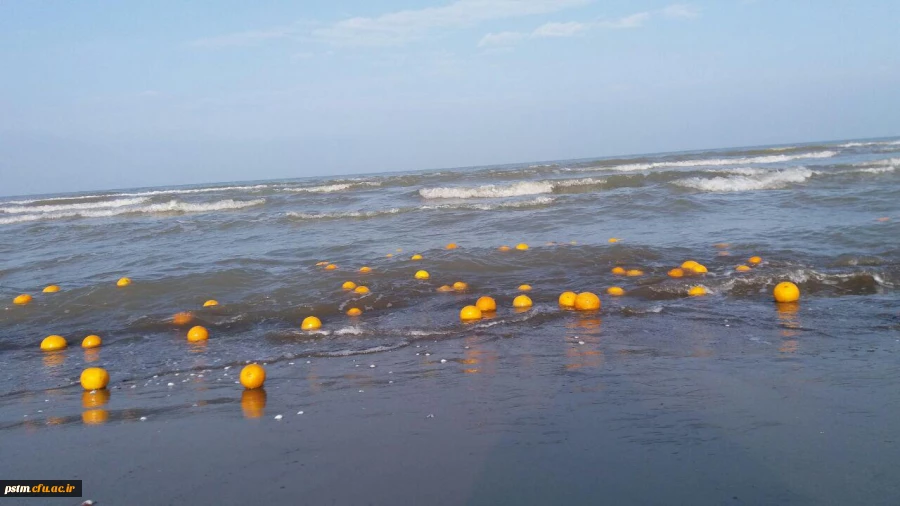 فعالیت کانون محیط زیست در اردوی علمی-تفریحی 5