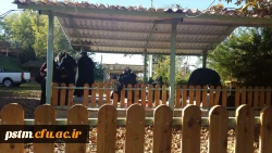 برگزاری اردوی تفریحی دانشجویان پردیس و مرکز قائمشهر به مناسبت روز دانشجو در اردوگاه شهدای دانش آموز 2