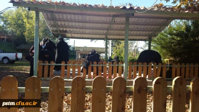 برگزاری اردوی تفریحی دانشجویان پردیس و مرکز قائمشهر به مناسبت روز دانشجو در اردوگاه شهدای دانش آموز