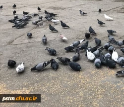 برگزاری اردوی یکروزه دانشجویان پردیس و مرکز قائمشهر به مرکز آمل 12