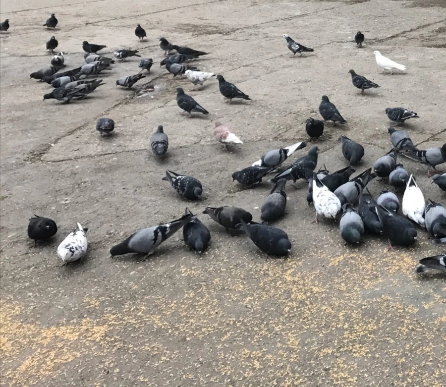 برگزاری اردوی یکروزه دانشجویان پردیس و مرکز قائمشهر به مرکز آمل 12