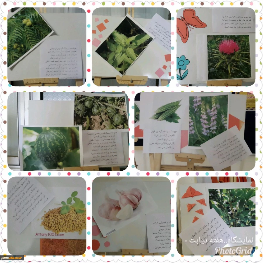 برگزاری نمایشگاه پوستر معرفی خواص گیاهان دارویی به مناسبت هفته دیابت  2