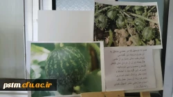 برگزاری نمایشگاه پوستر معرفی خواص گیاهان دارویی به مناسبت هفته دیابت  7