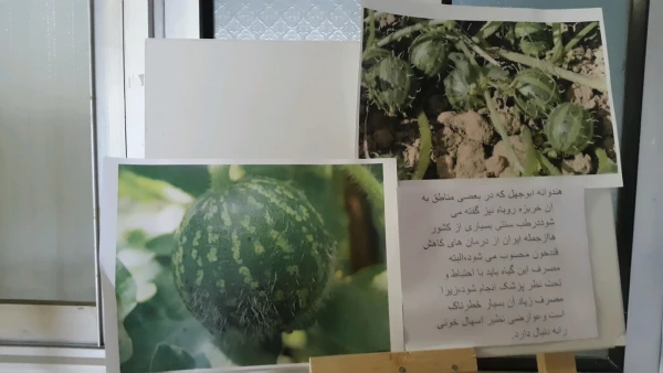 برگزاری نمایشگاه پوستر معرفی خواص گیاهان دارویی به مناسبت هفته دیابت  7