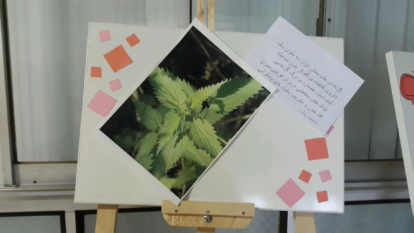 برگزاری نمایشگاه پوستر معرفی خواص گیاهان دارویی به مناسبت هفته دیابت  8