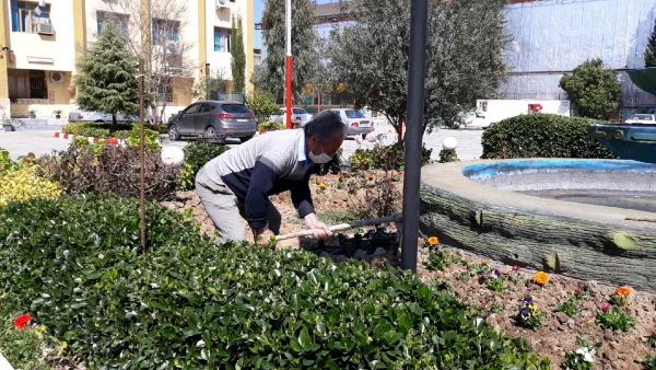 آماده سازی فضای سبز پردیس در آستانه فرا رسیدن بهار به روایت تصویر 4