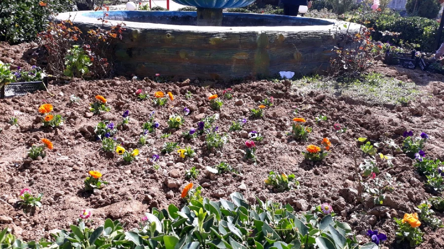 آماده سازی فضای سبز پردیس در آستانه فرا رسیدن بهار به روایت تصویر 7